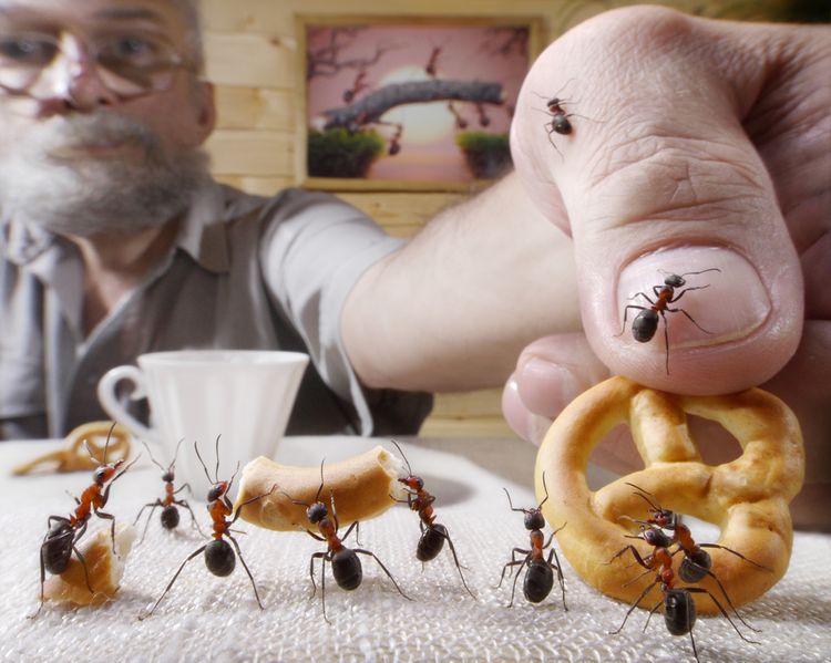 Jak se zbavit mravenců? Nejúčinnější přípravky na trhu