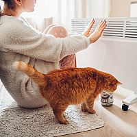 Nejlepší ohřívače? Halogenové, olejové, plynové nebo infrazářiče